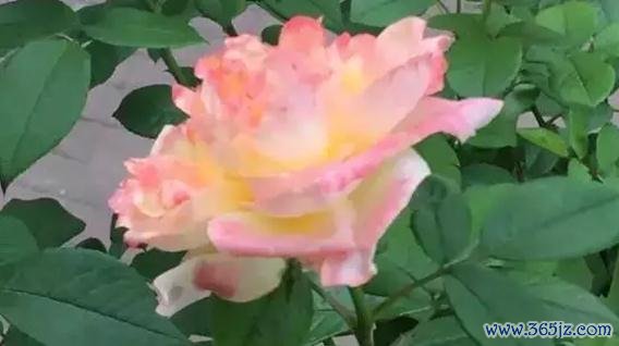 配资炒股配资 法律法规